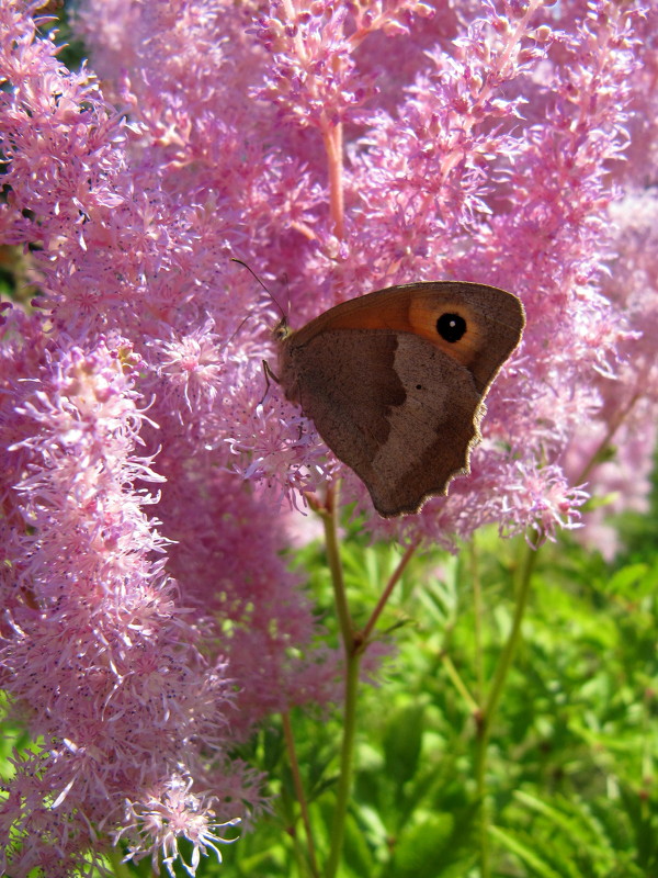 Butterfly - Виктория Писаренко