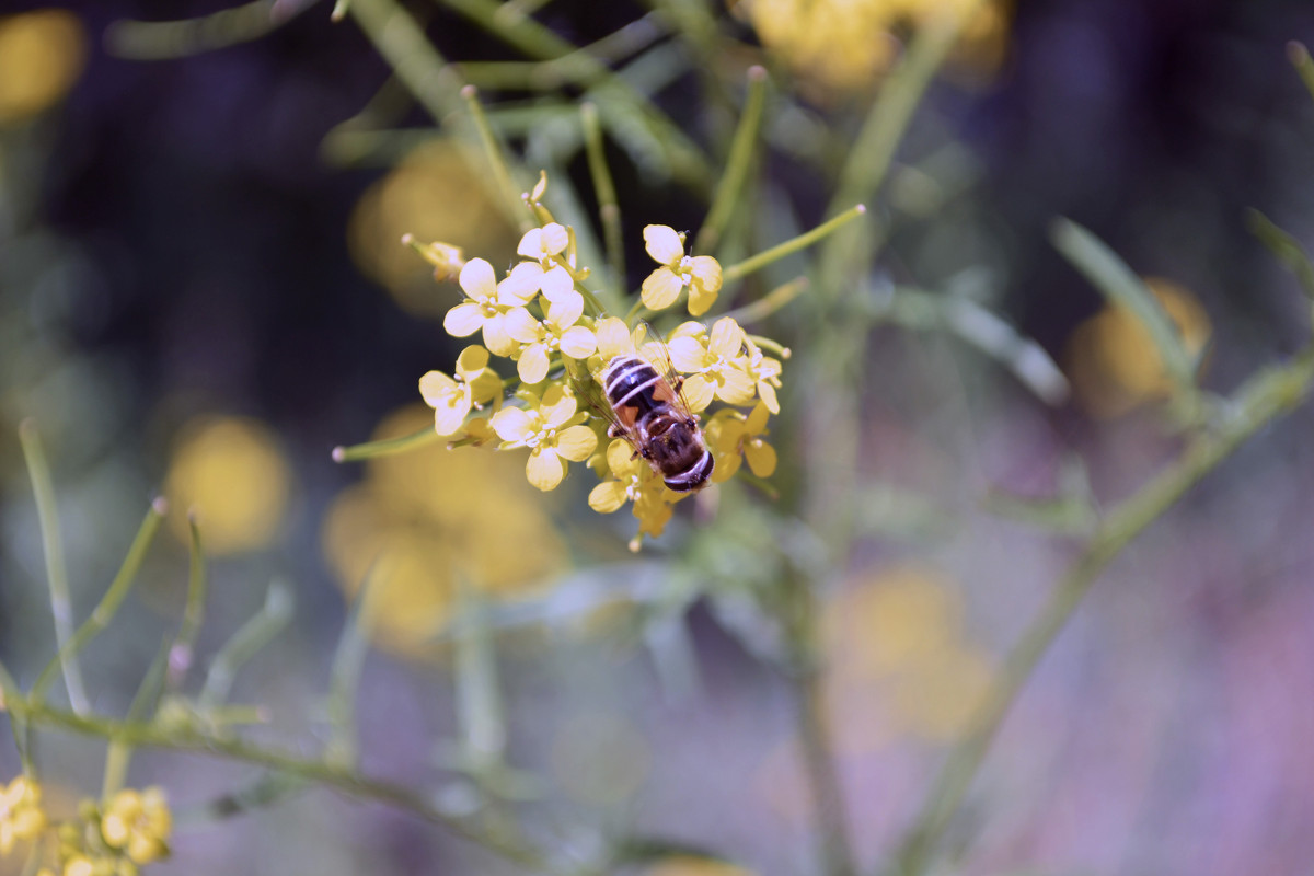 Bee - Anastasia Pavlyukovskaya