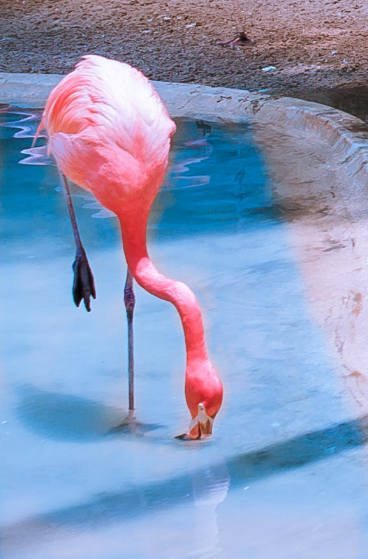 Фламинго - Alena 