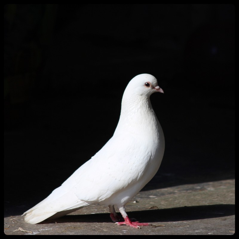 белый голуб - Natalya секрет