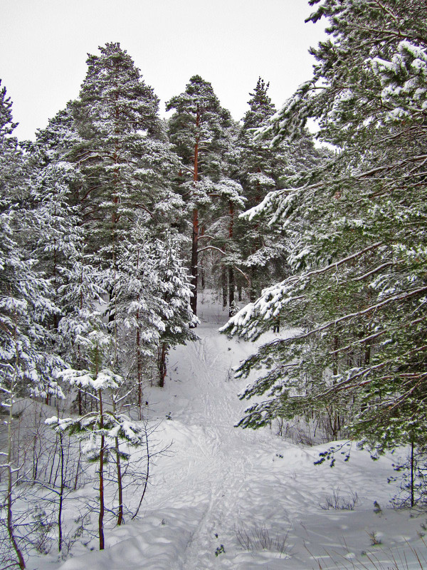 Зимний лес - Павел Зюзин