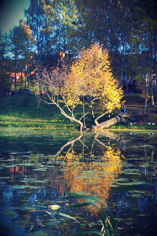 зеркальная осень - Анна 