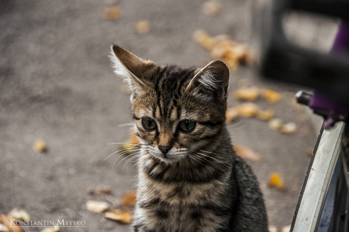 котенок - Константин Мыцко