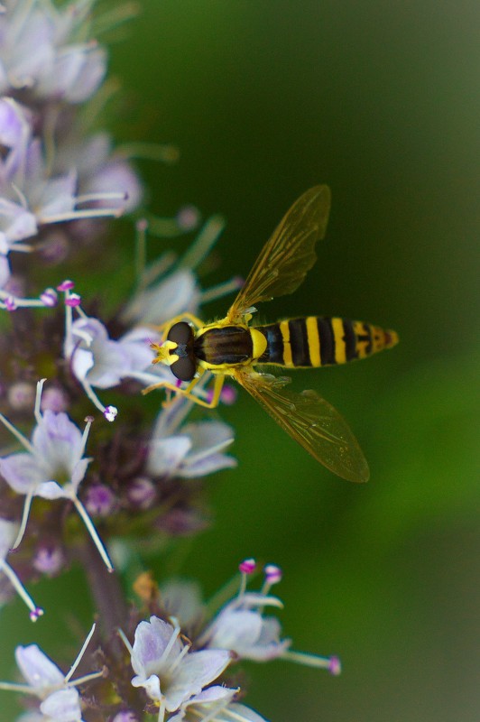 Sphaerophoria Scripta - Дмитрий Воробьев