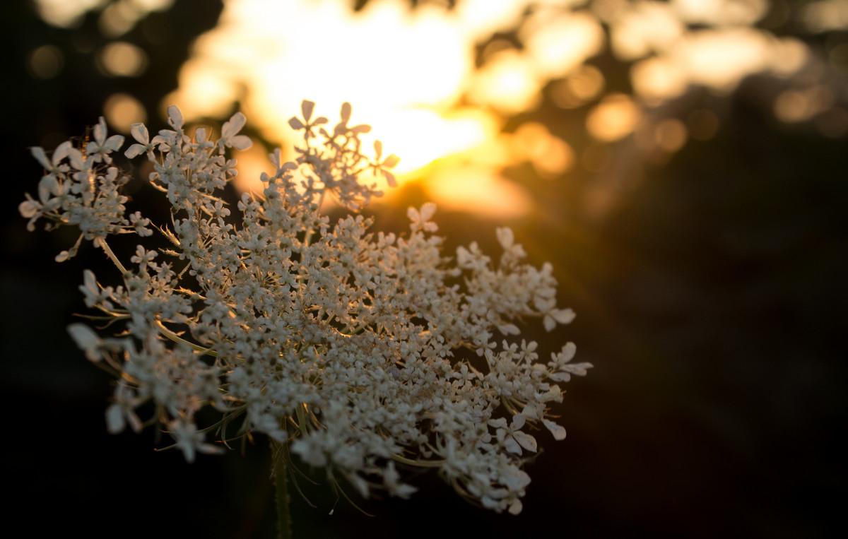 Almost a flower - Анна Самуляк