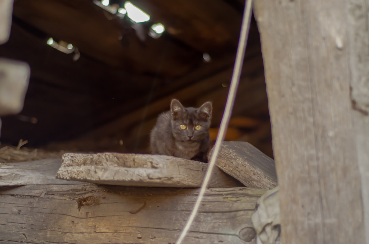 кот заброшенного сарая - pangrador(юрий) щукин