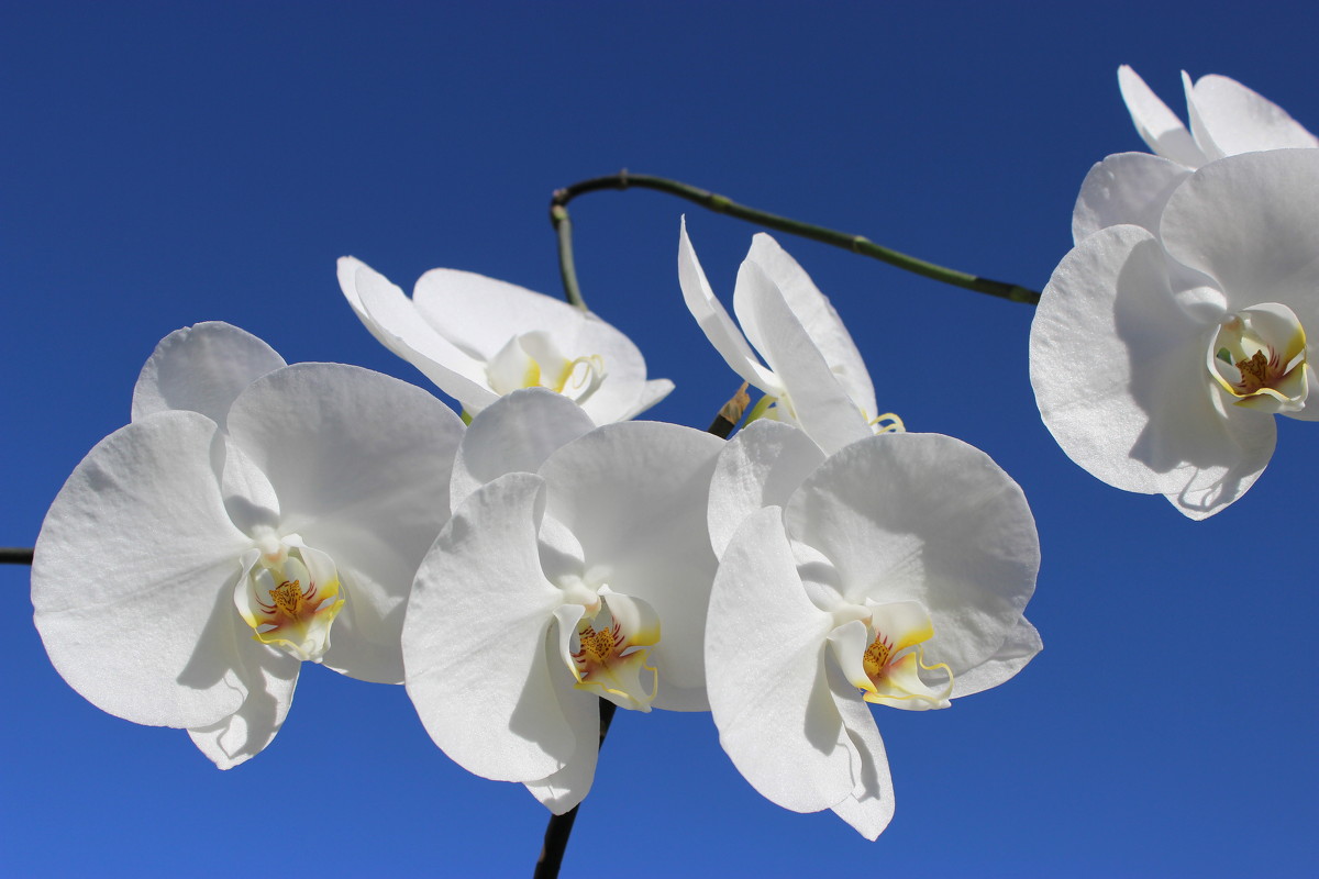 Орхидея - Mariya laimite