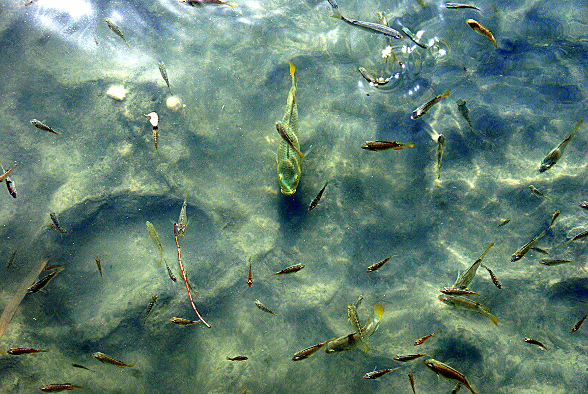 Рыбка в водоеме в заповеднике. Турция - Елена Симакова
