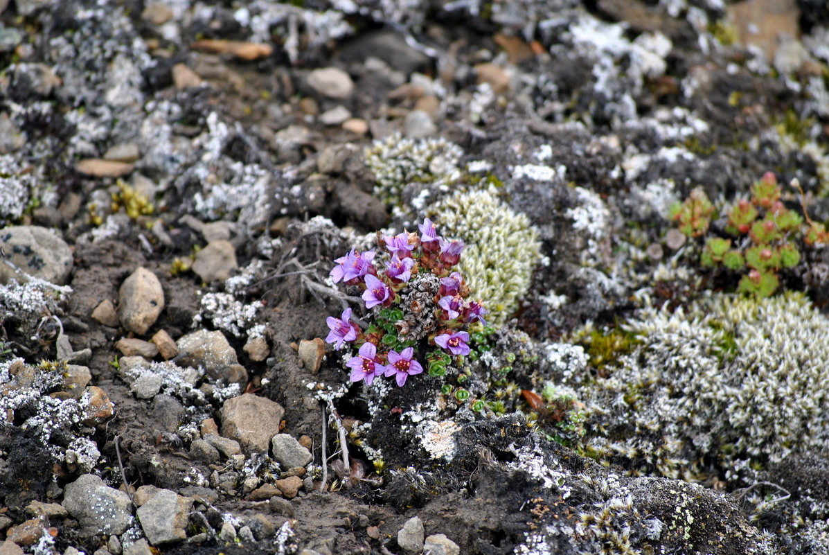 Svalbard, Шпицберген, архипелаг, цветок - Виталий Кулешов (kadet.www)