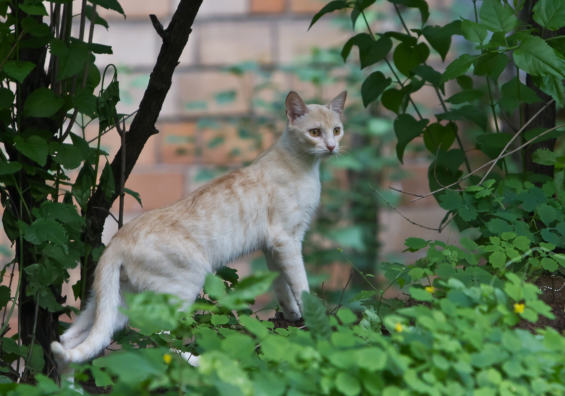 *** - Максим Баранцев