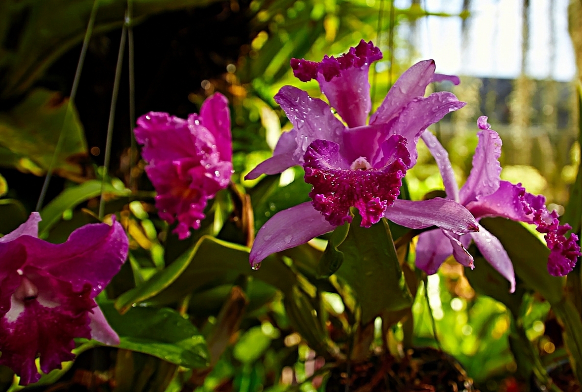 В саду орхидей - Ард Прохоров