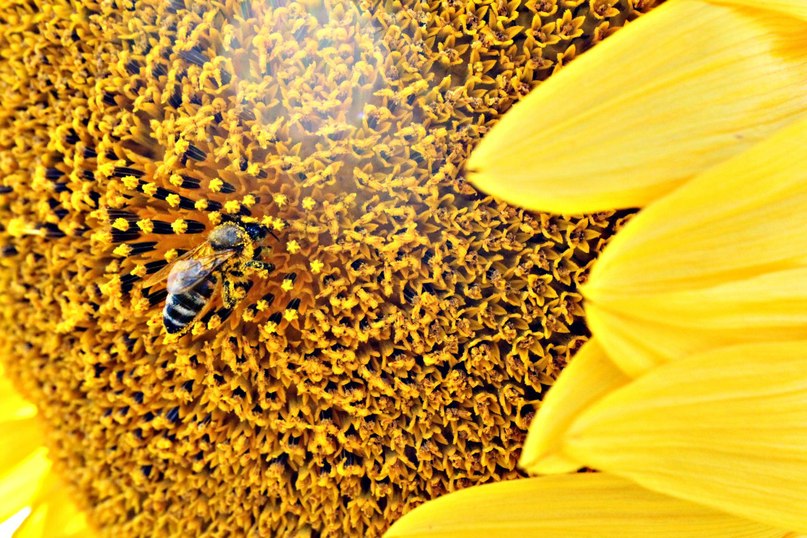 Пчелка пыльца - Анна 