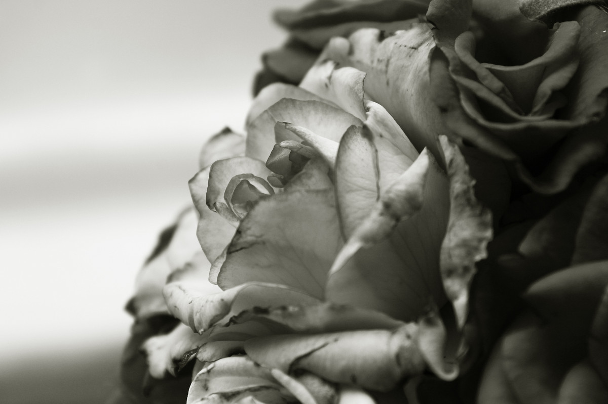 домашние розы-самые красивые розы) - Mariya Zybkova