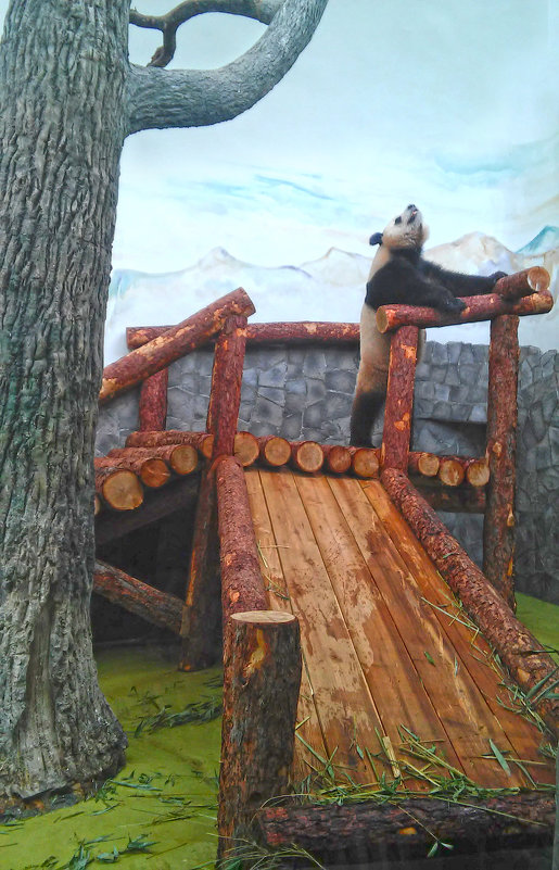 Панда в московском зоо. - ИРЭН@ .