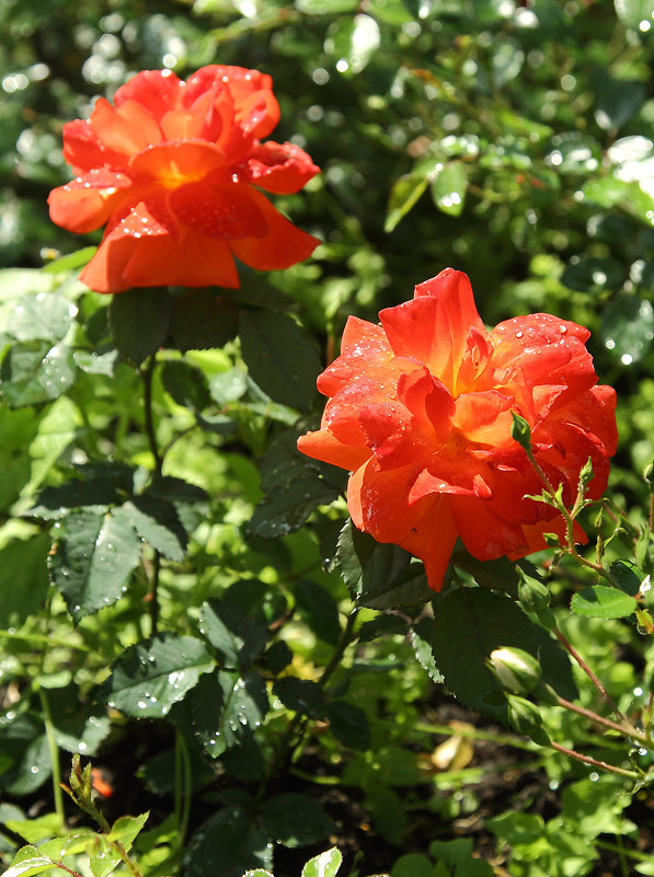 цветы сада Эрмитаж - Тарас Золотько