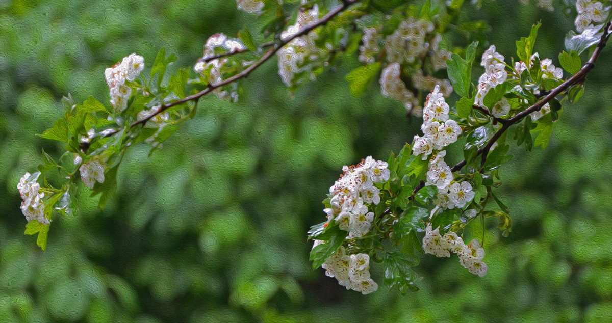 цветущая ветка - Александра Климина