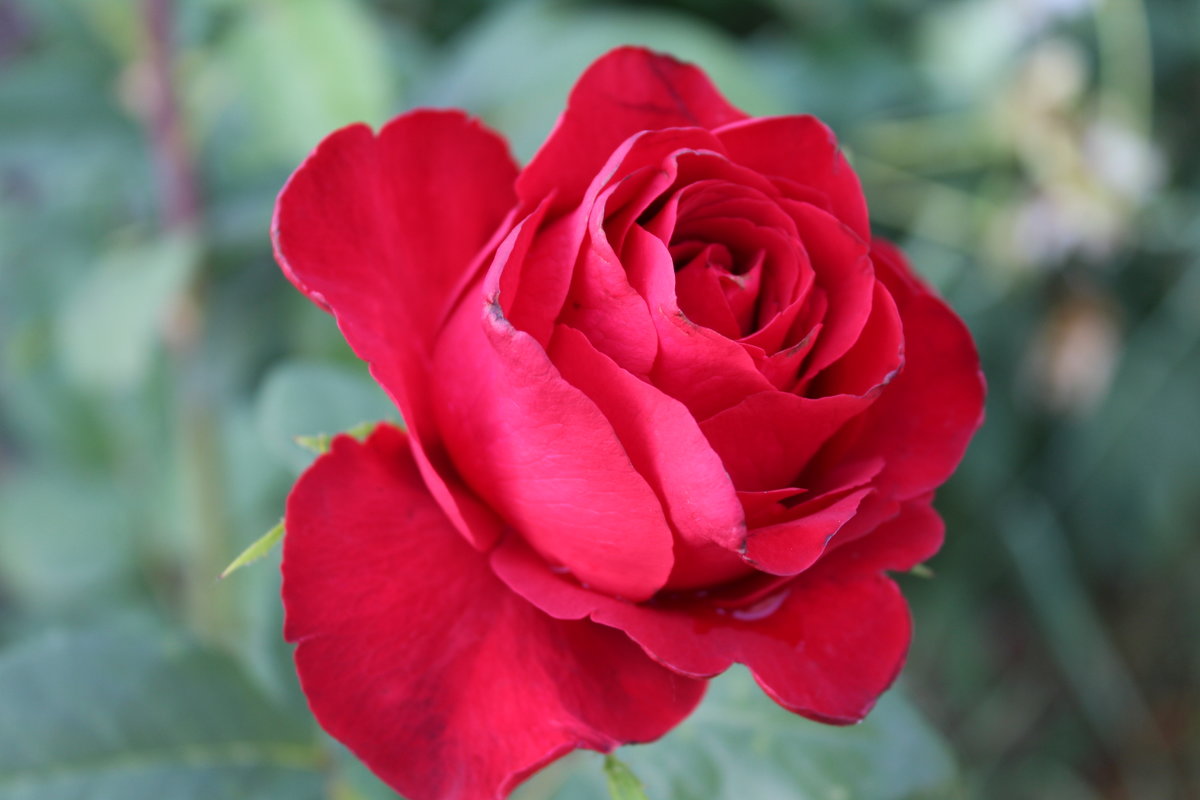 Красная роза - Татьяна Са