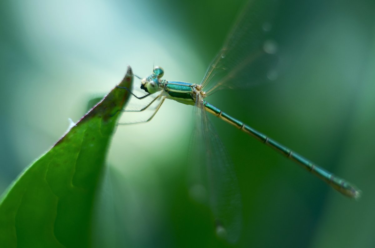 dragonfly - Александр Довгий