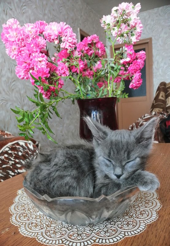 Котик удобно расположился в вазе - Ольга Почепаева