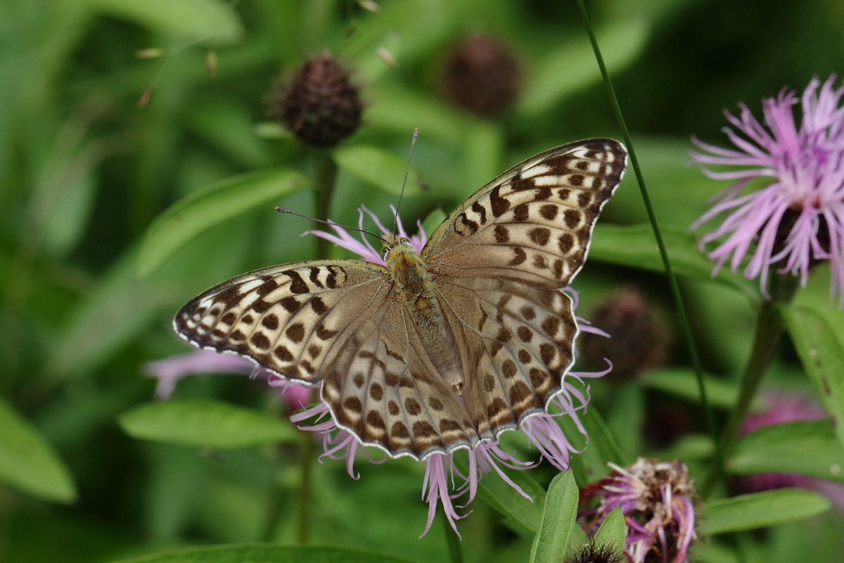 Перламутровка большая - Argynnis paphia(самка, форма ssp. valesina Esp.) - Павел Морозов