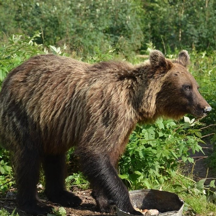 Медведь - Sergey Kuzmik