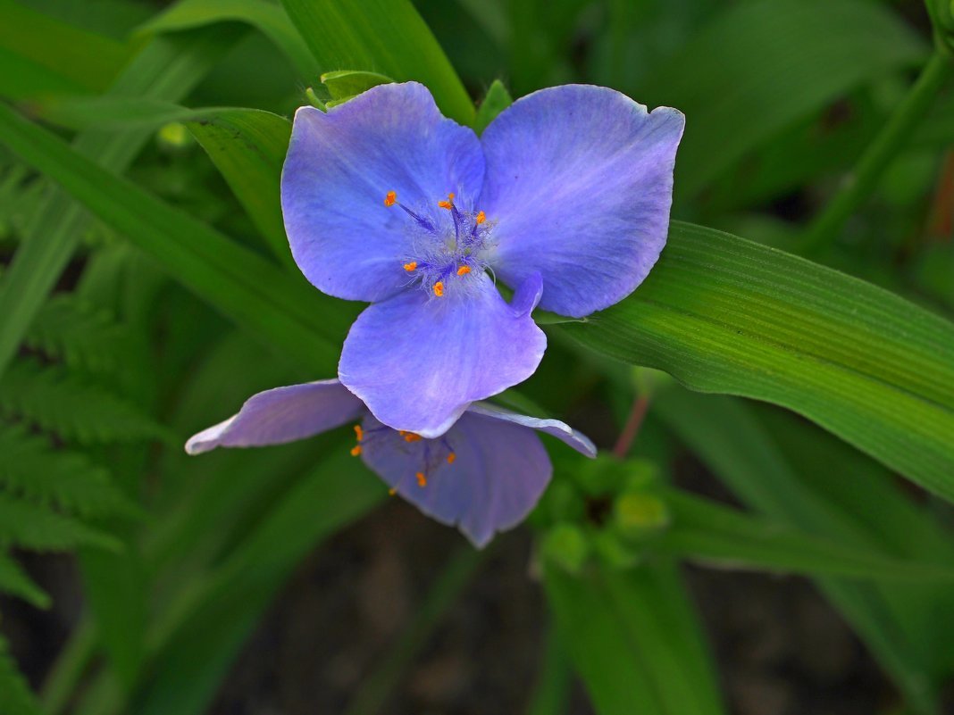 Маленький, синенький цветок: Традесканция - Евгений 