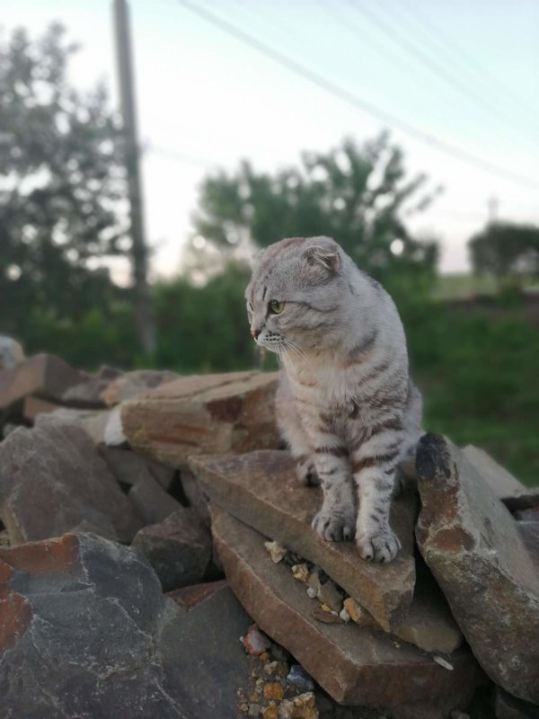 Томас - Ольга Почепаева