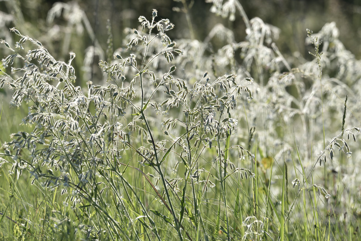 Времена года. Май. В кружевах. Seasons. May. Silene latifolia - Юрий Воронов