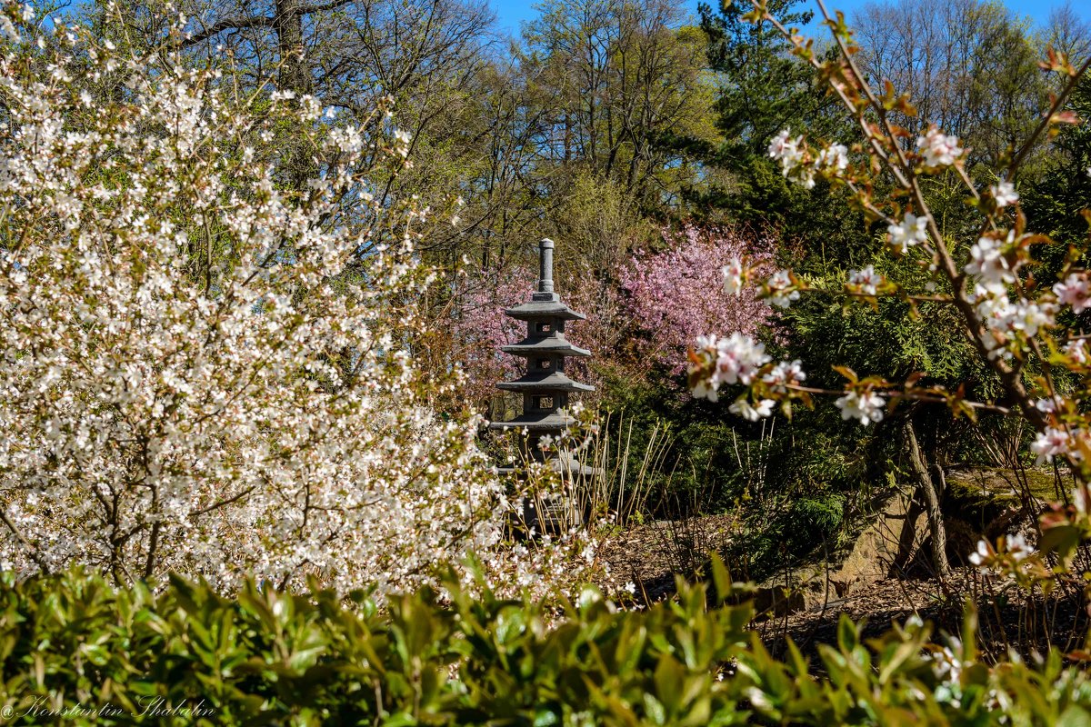 Цветущий Японский сад - Константин Шабалин