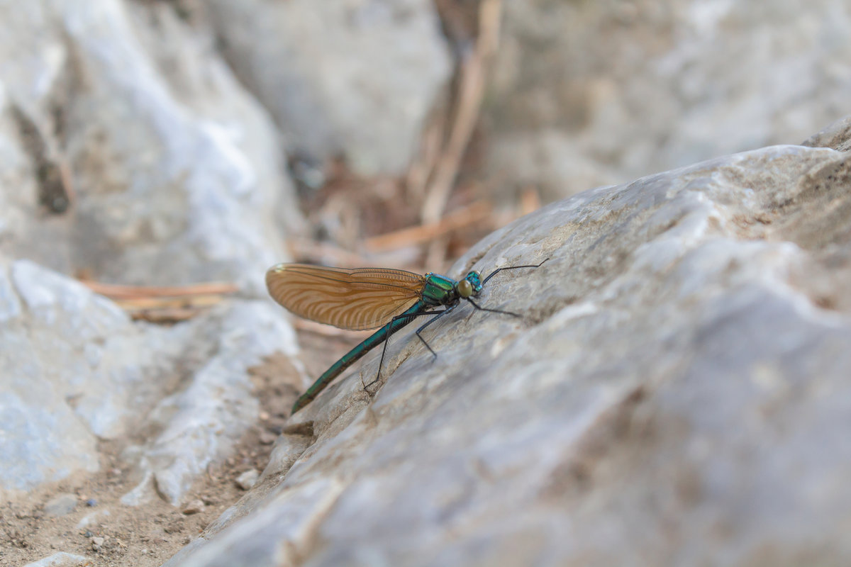 Calopteryx virgo - Владимир Субботин