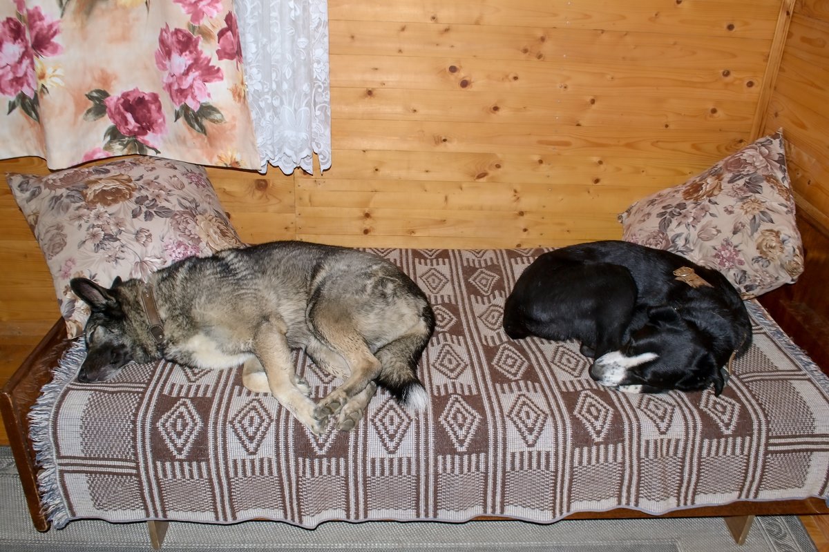 Собаки спят - Александр Протопопов