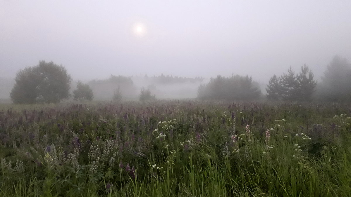 Туман после двух дней ливневых  дождей - Лара Симонова 