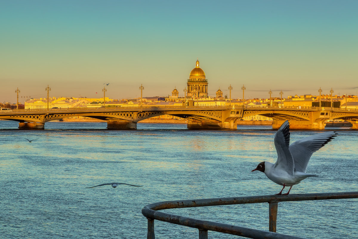 чайки в санкт петербурге