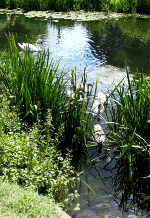 Лебединая семейка в одном из центральных парков Лондона - Тамара Бедай 