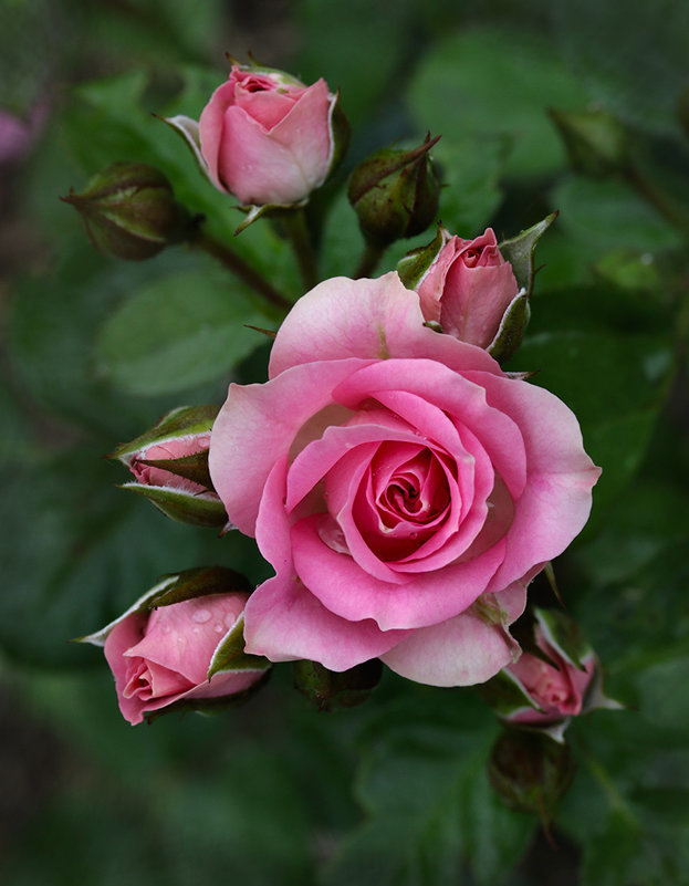 Мои любимые розы - Татьяна Панчешная