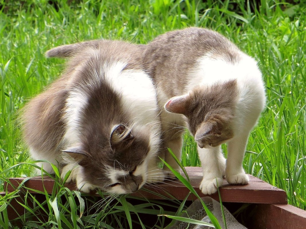 Какую траву едят коты на даче