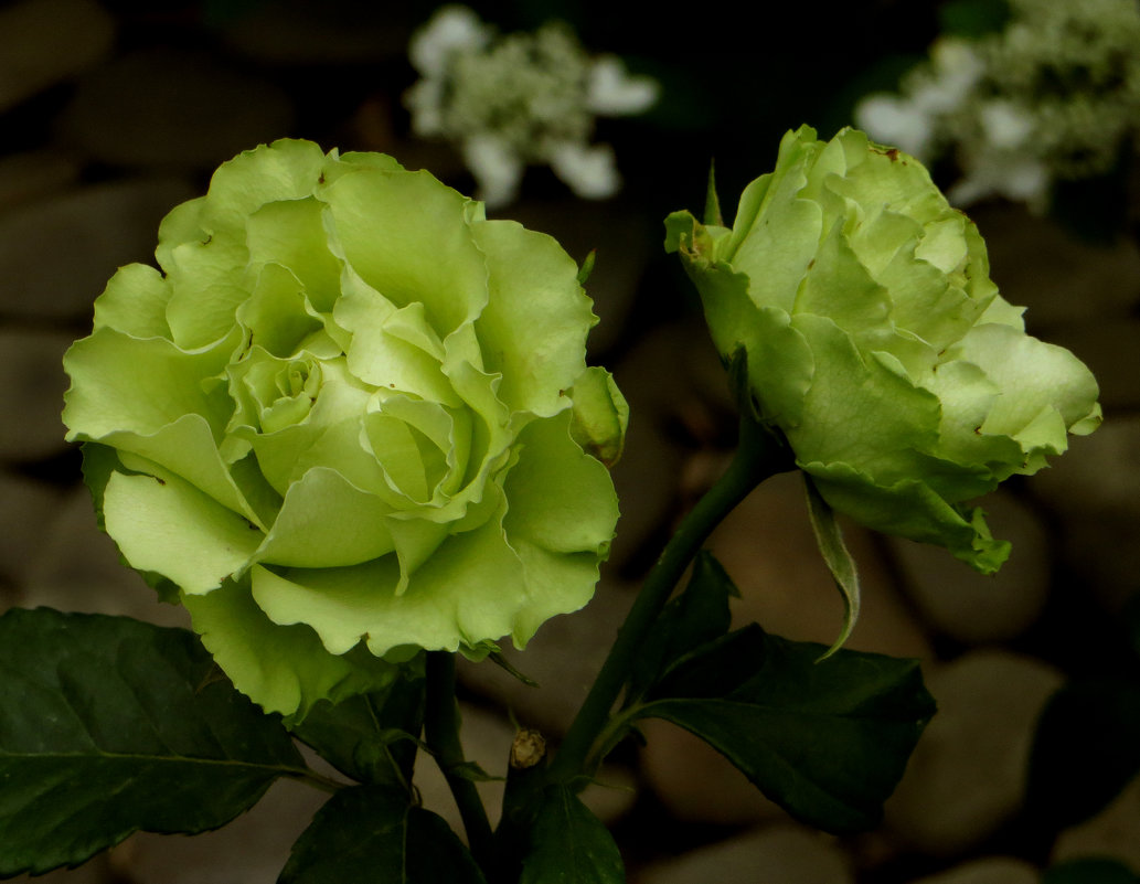 Зеленые розы. - Nata 