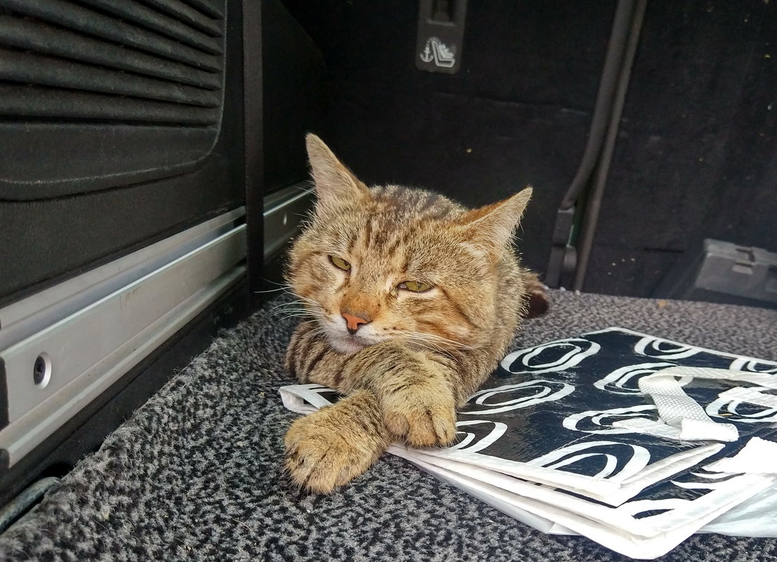 уличный кот попросился полежать на коврике в багажнике - Алексей Меринов