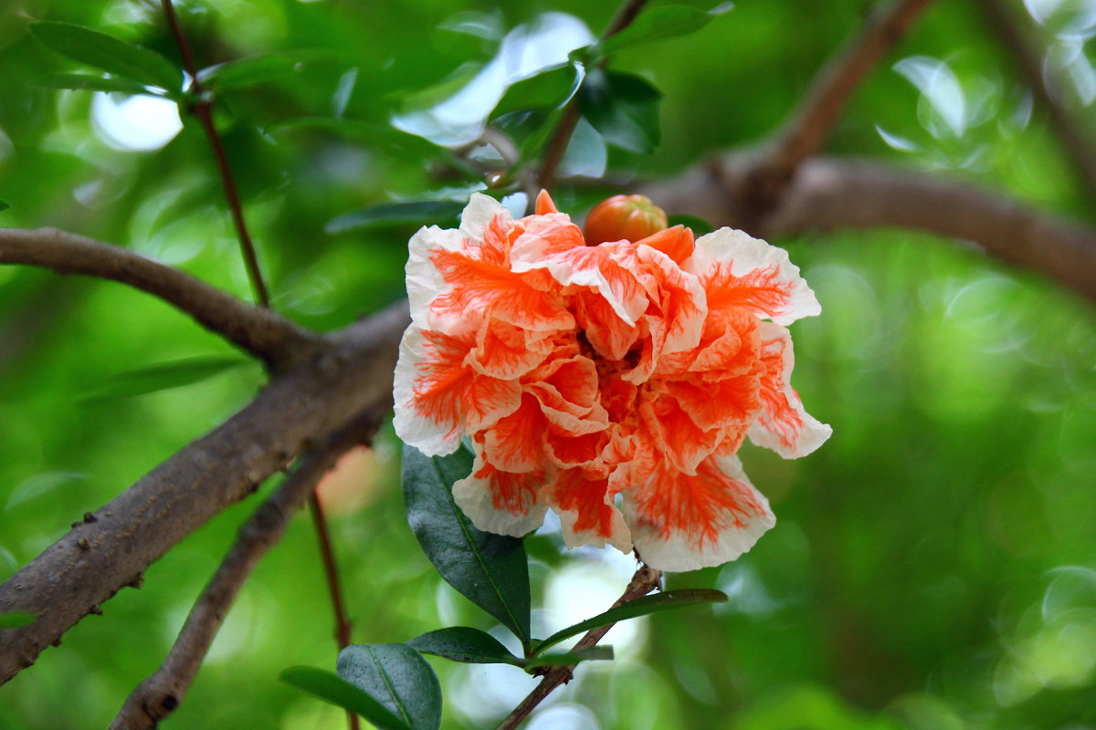 цветок граната - валерий 