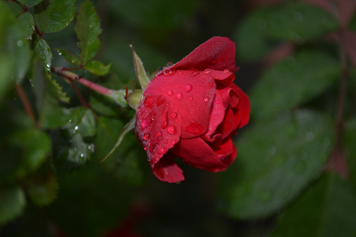 красная роза после дождя - Владимир 