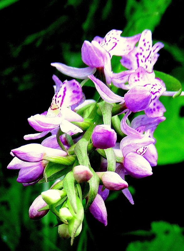 Лесная орхидея – ятрышник пятнистый - Елена Павлова (Смолова)