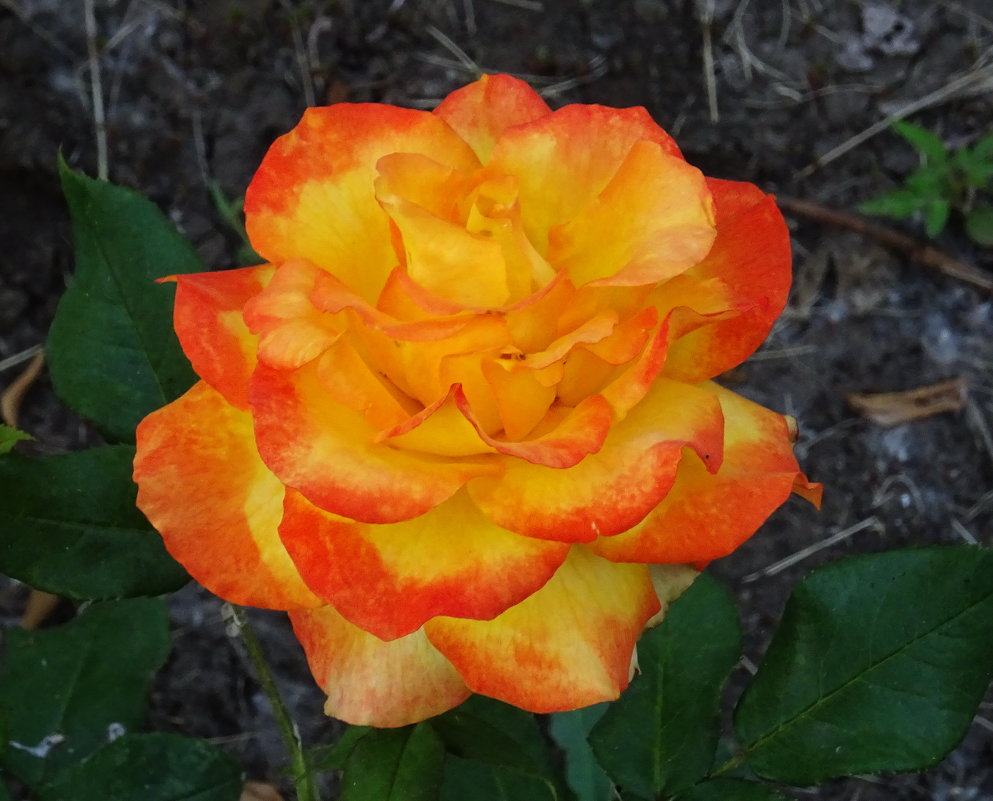 Роза необычной расцветки - Татьяна Р 