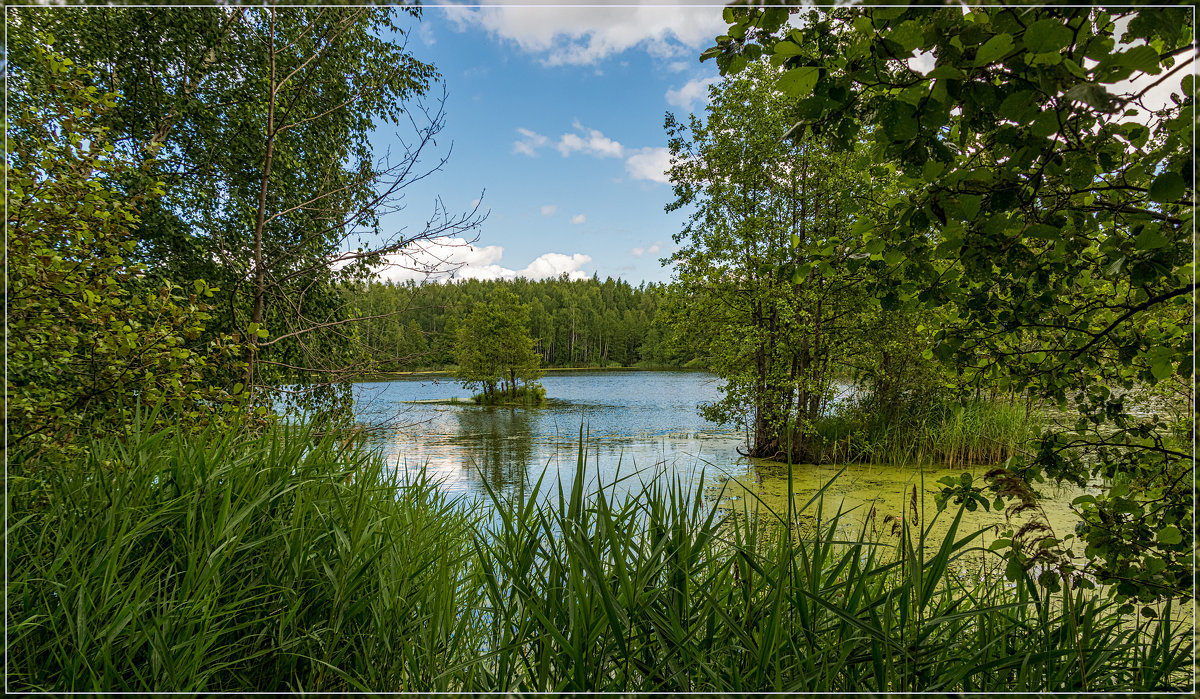 Озеро в лесу 5 - Андрей Дворников