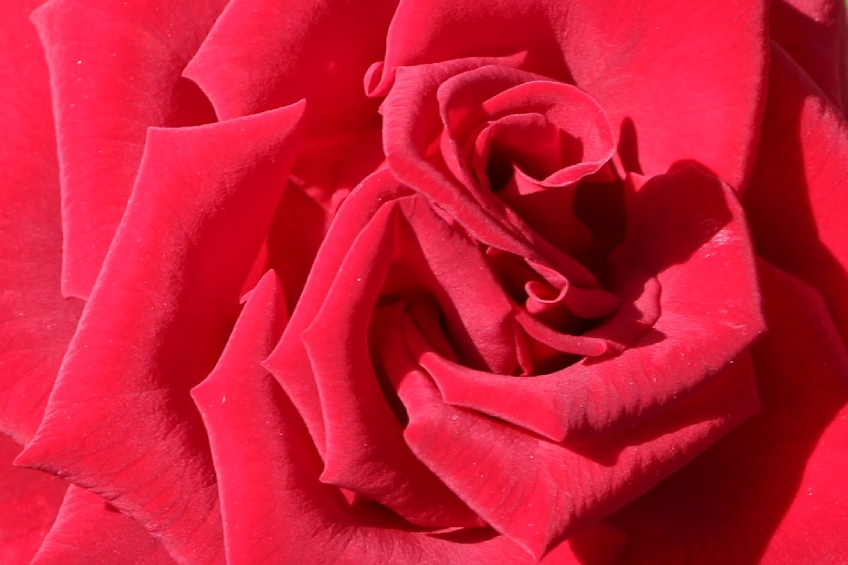 Ювелирный мир розового цветка - Надежд@ Шавенкова