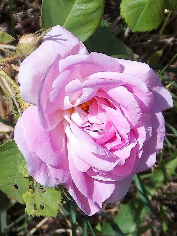 Розовая роза - Фотогруппа Весна
