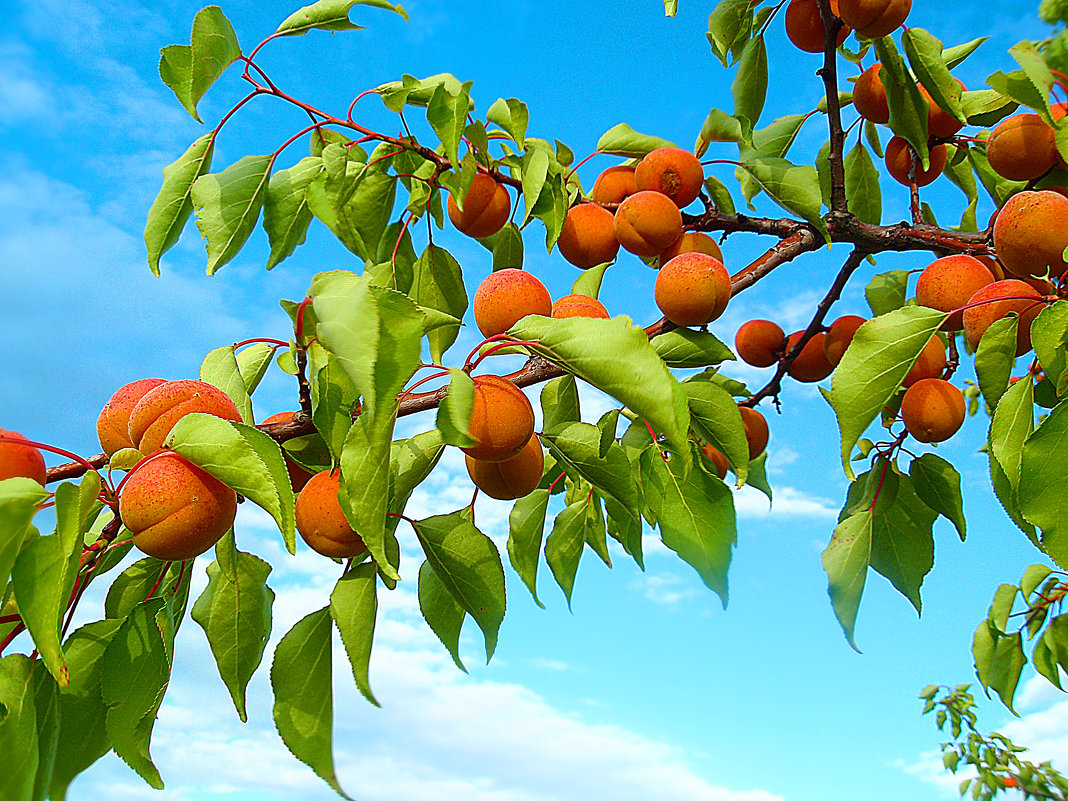абрикосы - георгий  петькун 