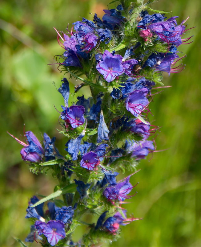 Полевые цветы - lady v.ekaterina