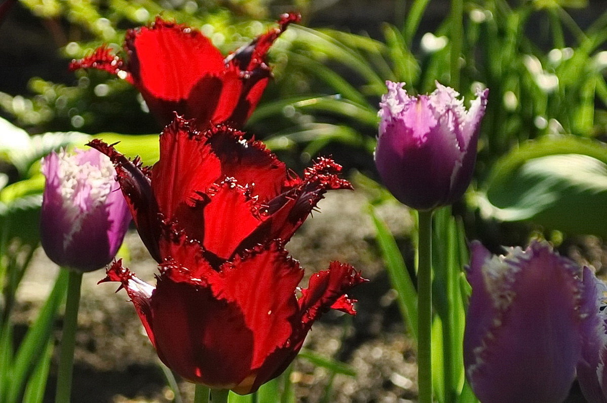 Тюльпаны - Vit 