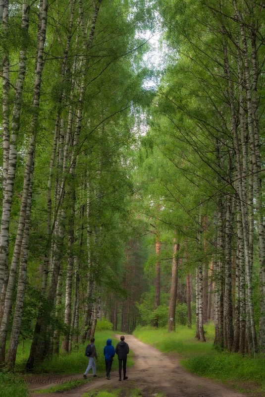Трое и лес - Алексей Медведев