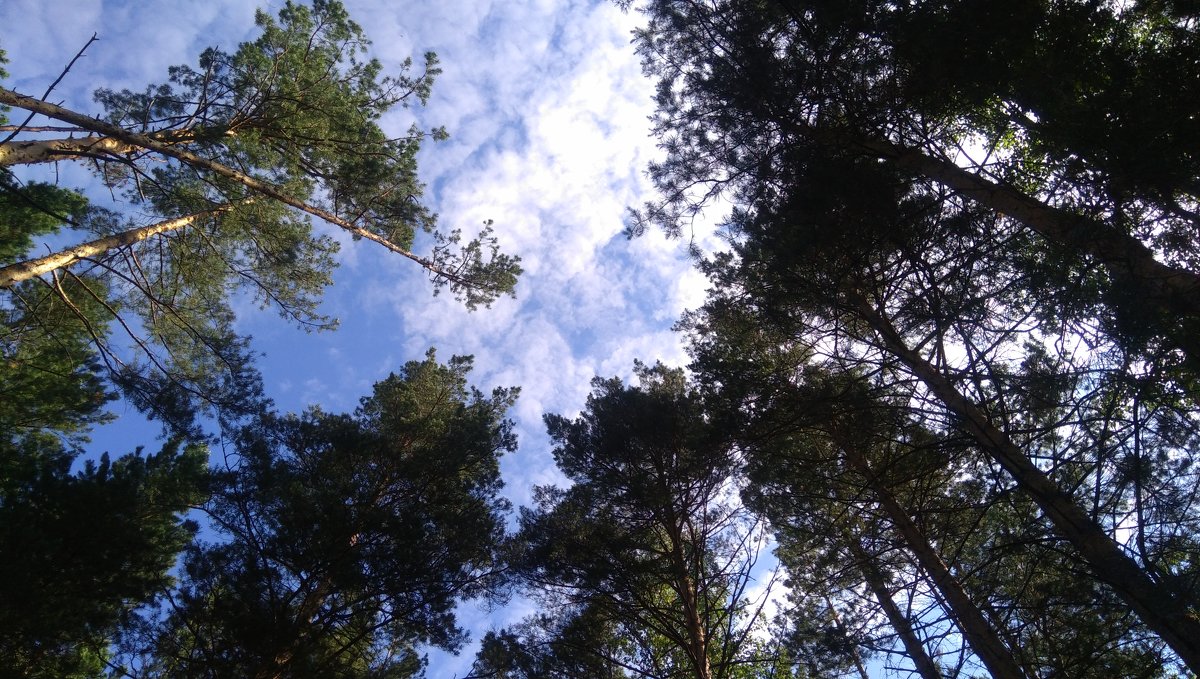 небо в лесу - Евгений Р